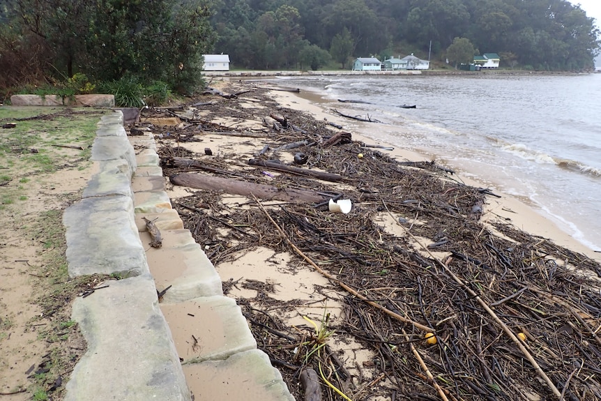 Wooden debris including large logs covers a beach