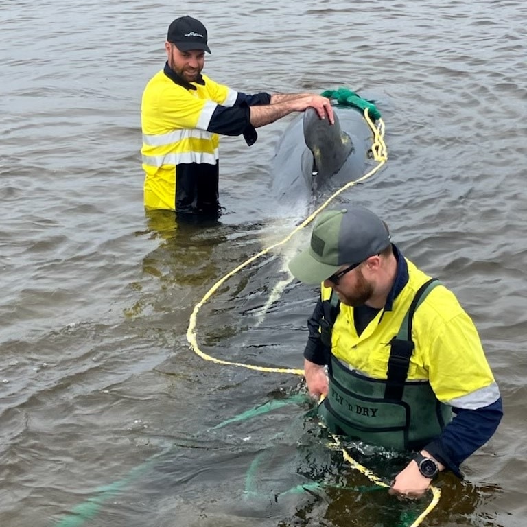 Two people wade into water to pull a small whale.