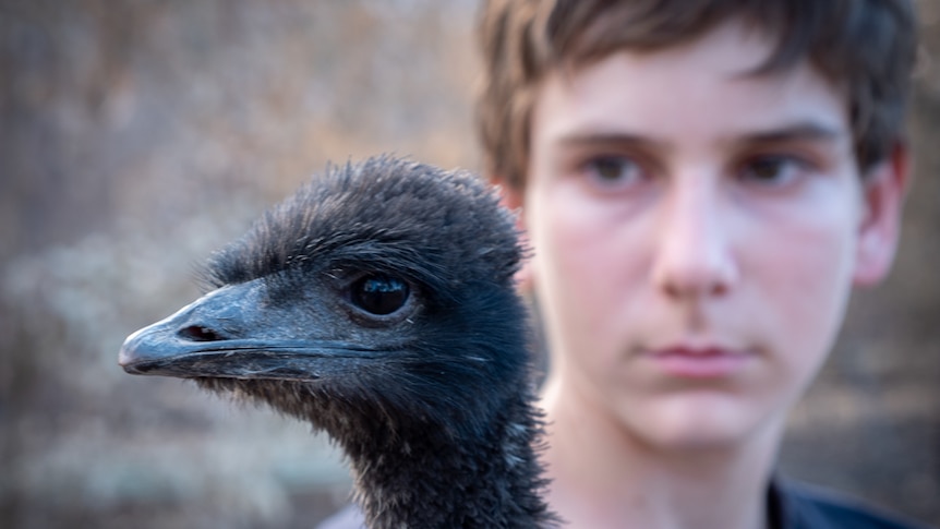 A young emu held in the arms of a 13-year-old boy.