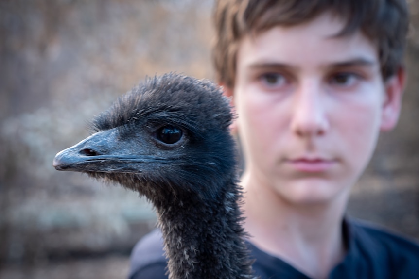 A young emu held in the arms of a 13-year-old boy.