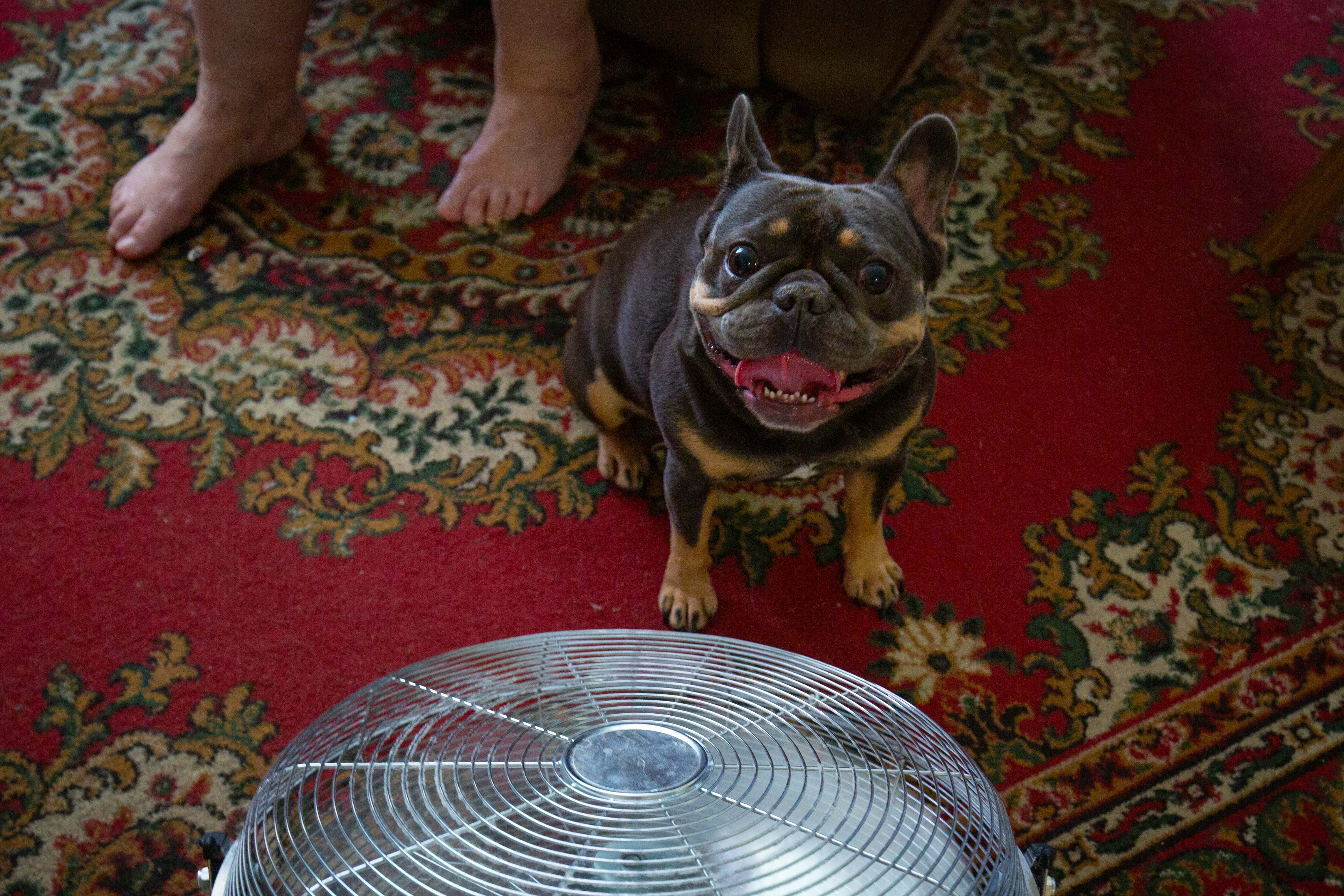 Chloe, a vadia, engasga na frente de um fã