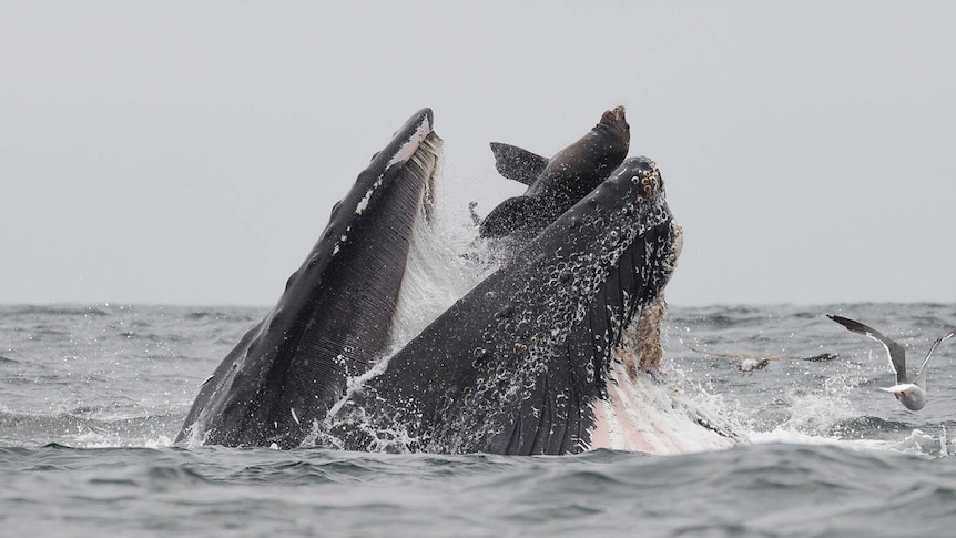 A surfacing humpback whale catches a sea lion in its mouth