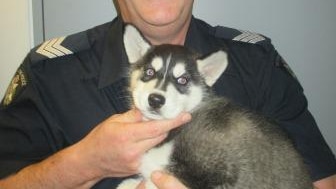 Police Sgnt Simon Mayger enjoys playing with a Siberian husky puppy that had been stolen.