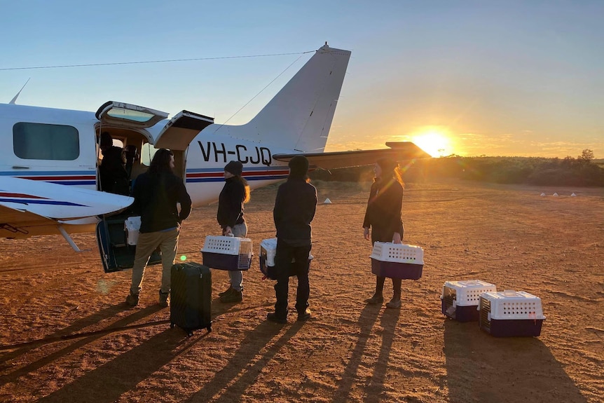 small animal cages being loaded onto a plane, parked on red dirt