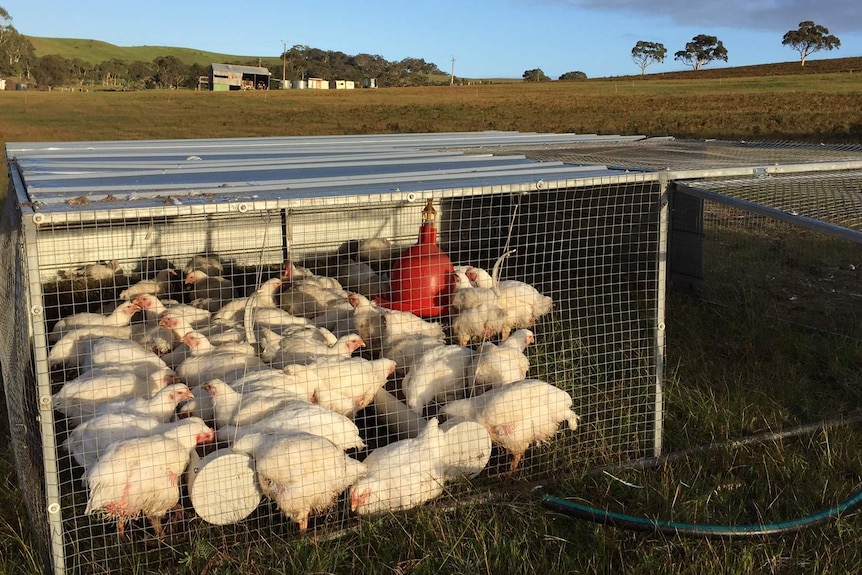Chickens eat their feed on Nomad Farms in South Australia.