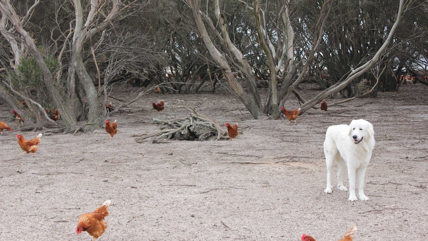 One of the Fryar's Maremma dogs stands guard over the chickens.