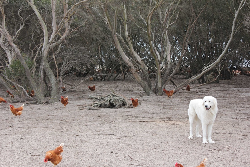 One of the Fryar's Maremma dogs stands guard over the chickens.