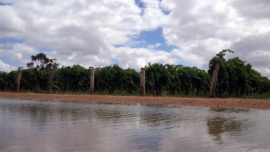 Mallee rain downpour soaking in