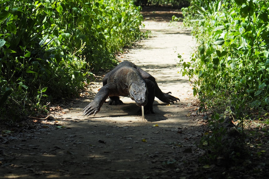 a komodo dragon sticks out its tongue and wanders down a path