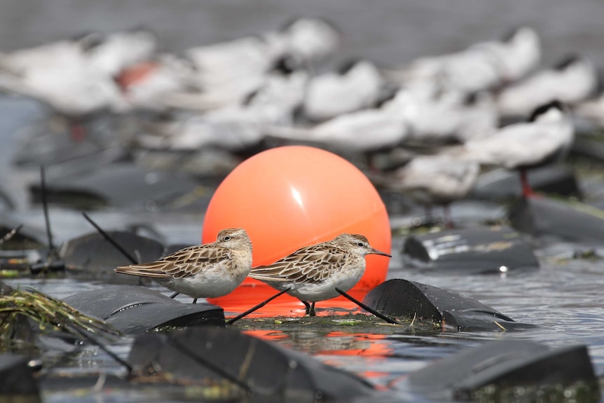 Two birds standing on floating black plastic roost