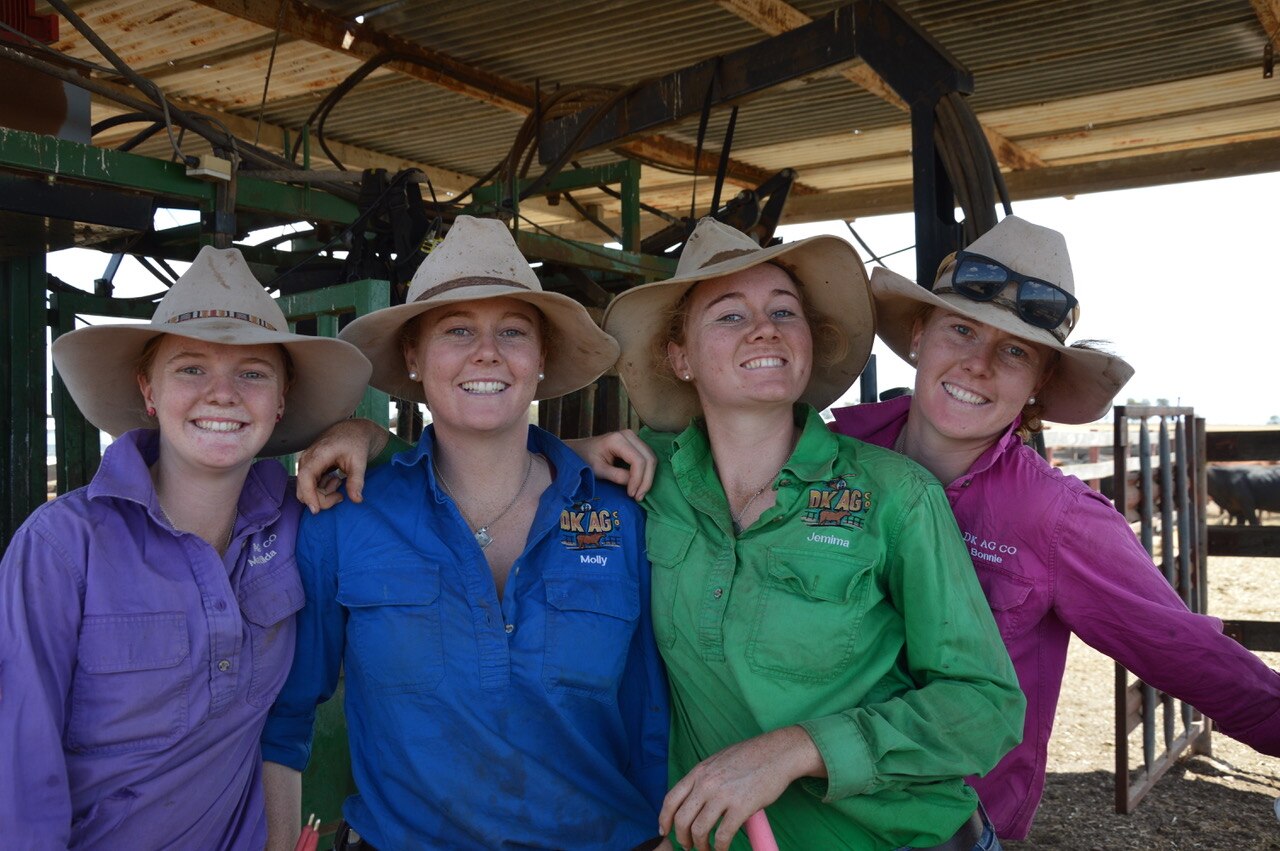 Matilda, Molly, Jemima and Bonnie in cattle yards