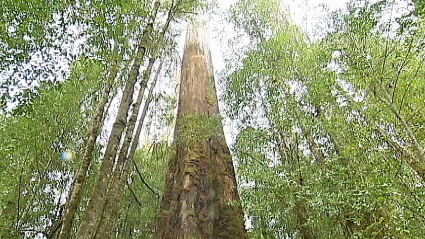 Eucalypt trees in Tasmanian forest.