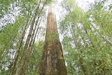 Eucalypt trees in Tasmanian forest.