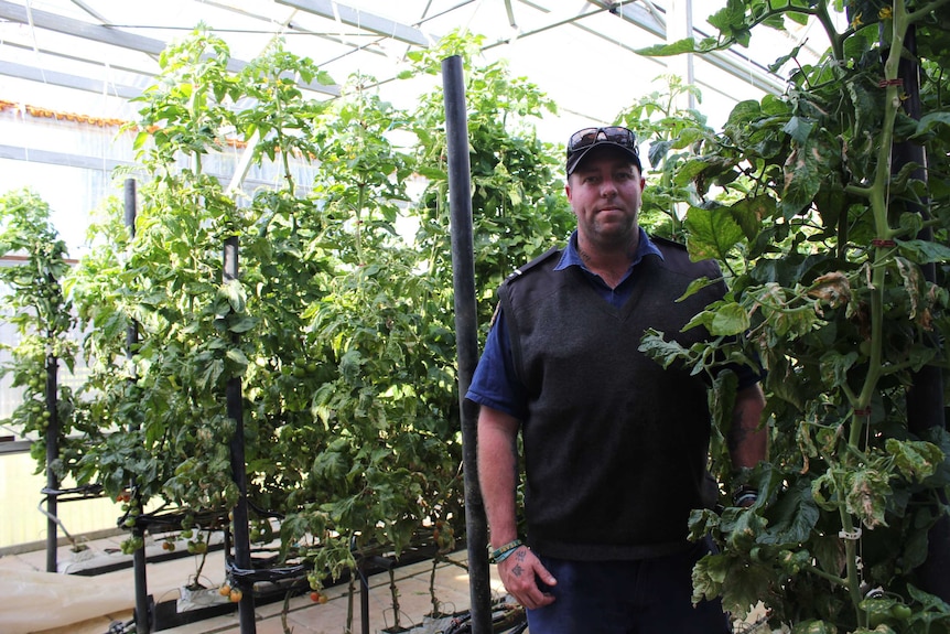 A photo of Greg Melia, gardens and grounds manager at Pardelup Prison, standing in the green house