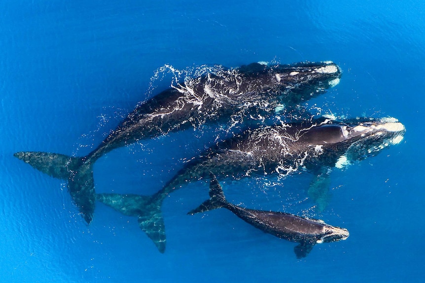 An aerial shot of two whales and a calf.