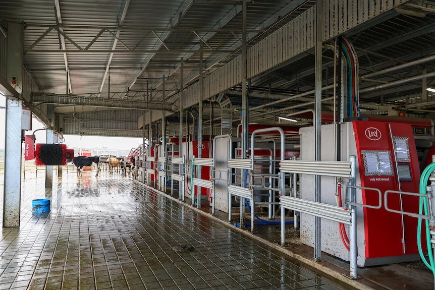 A robotic milking station