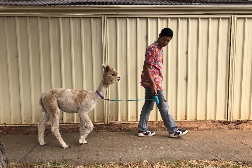 A pet alpaca on a lead is walked by its owner.
