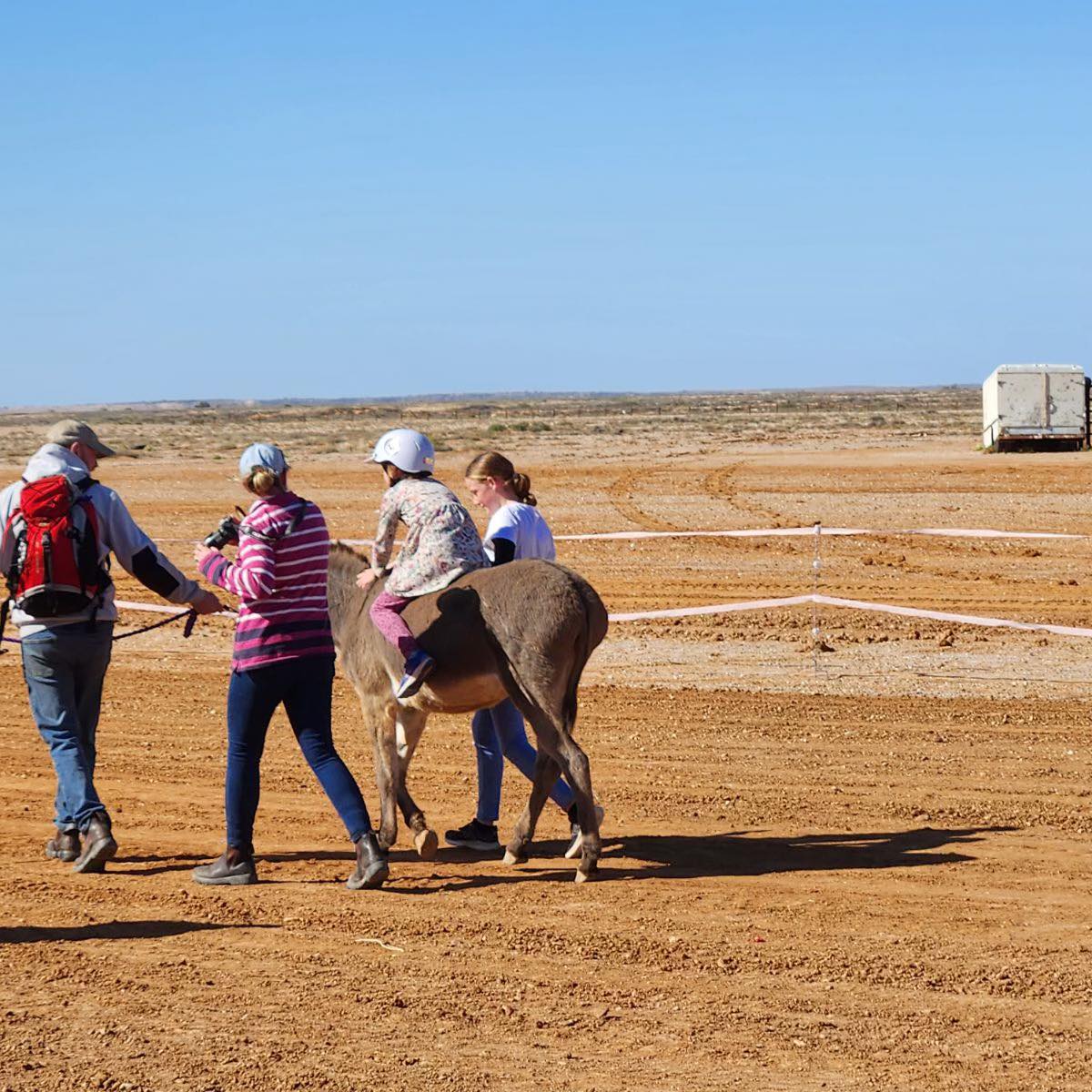 Wild donkeys are rounded up and ridden backwards at this unique outback