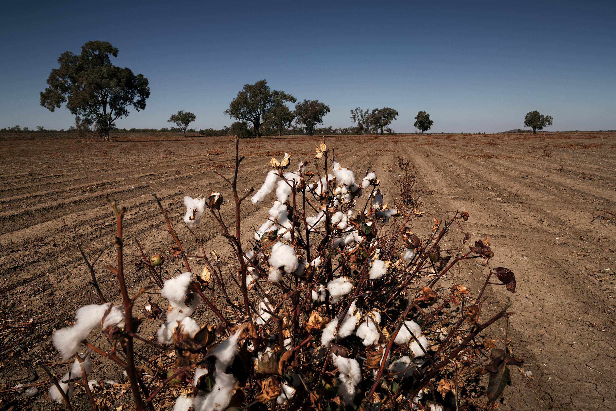 MurrayDarling State plan to give irrigators water 'freeforall