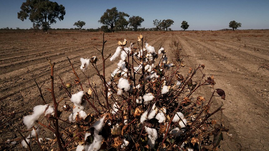 A cotton plant in a field.