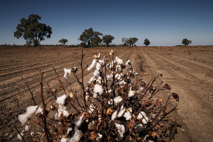 A cotton plant in a field.