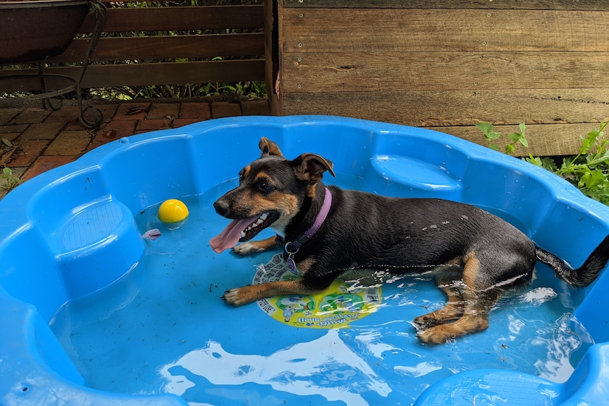 A dog lying in a little kids pool filled with water and his yellow ball
