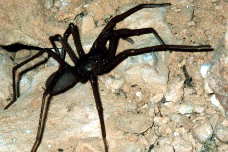 Troglodiplura lowryi - trapdoor spider on limestone rocks
