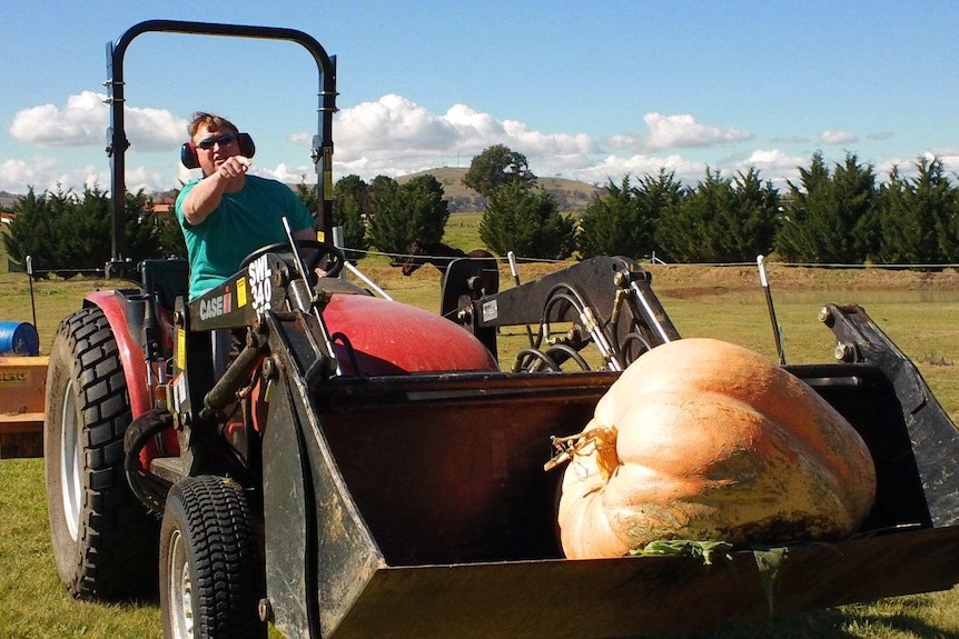 Giant pumpkin in a loader at Yass