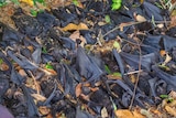 Rows of spectacled flying fox carcasses lie on the ground