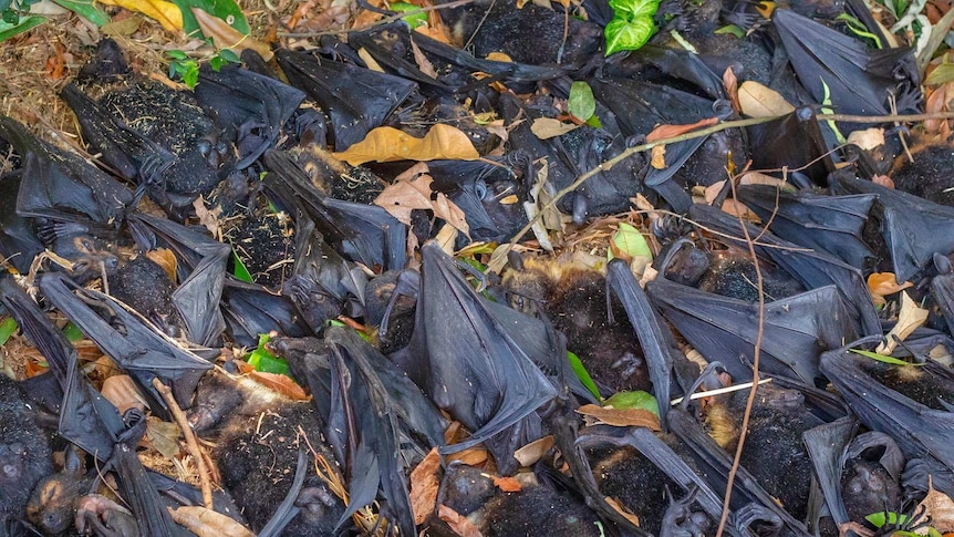 Rows of spectacled flying fox carcasses lie on the ground