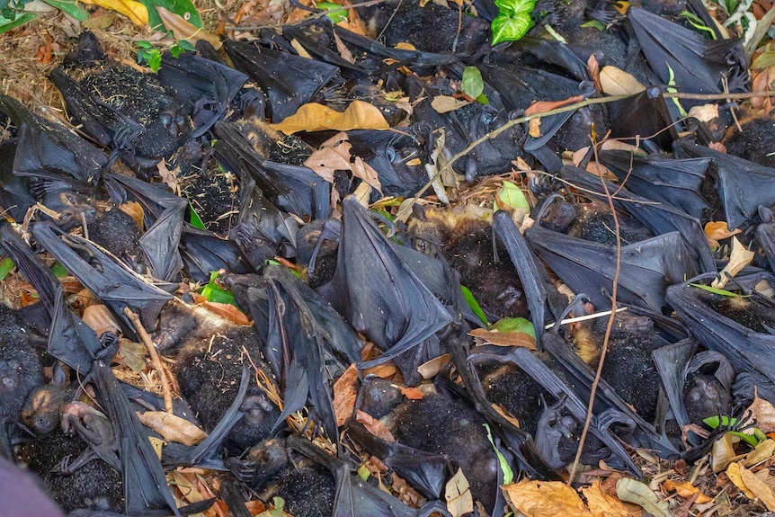 Rows of spectacled flying fox carcasses lie on the ground