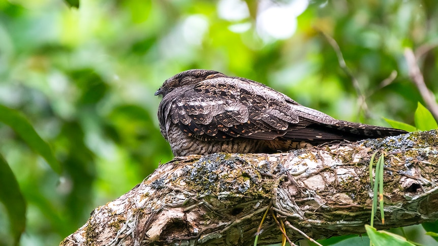 A brown bird is almost camouflaged as it sits on a branch of similar colour