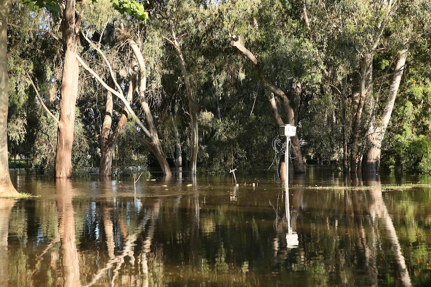 Trees among flood waters 