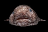 A blobfish caught at a depth of 2.5 kilometres off the coast of New South Wales in eastern Australia's abyss in June 2017