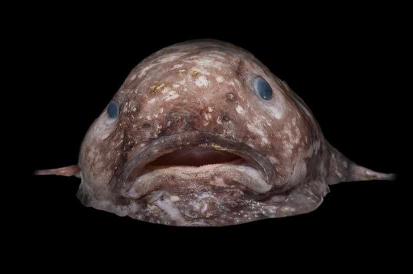 A blobfish caught at a depth of 2.5 kilometres off the coast of New South Wales in eastern Australia's abyss in June 2017