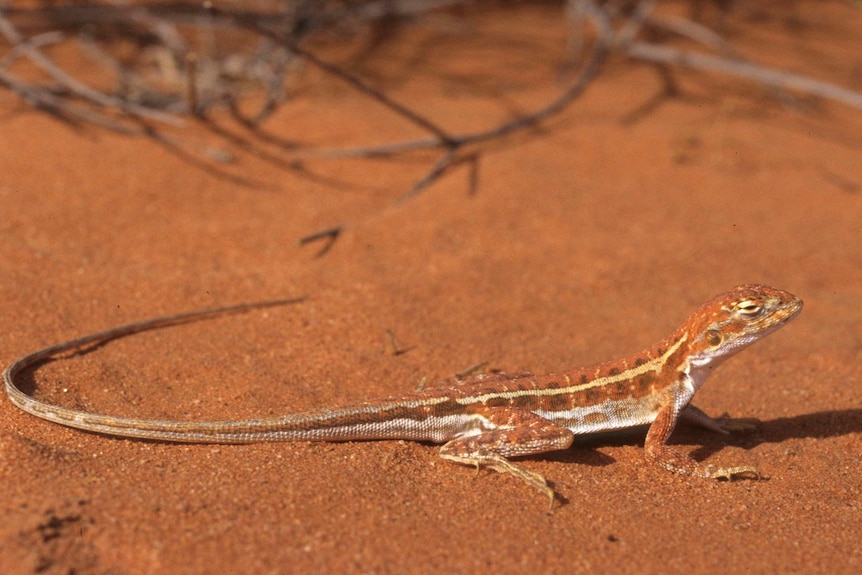 An orange small lizard in the desert 