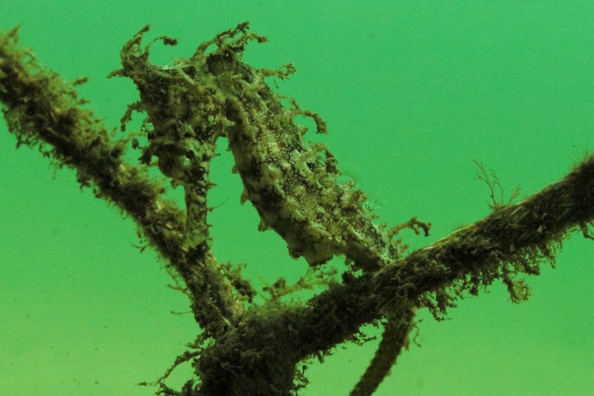 Seahorse pictured in Parsley Bay