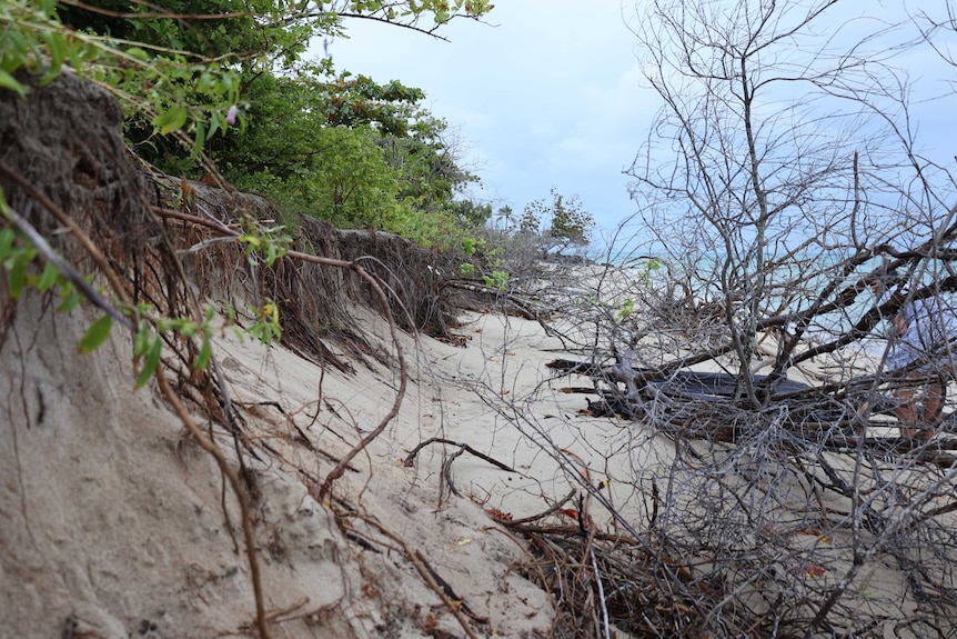 A sand dune with coastal erosion.