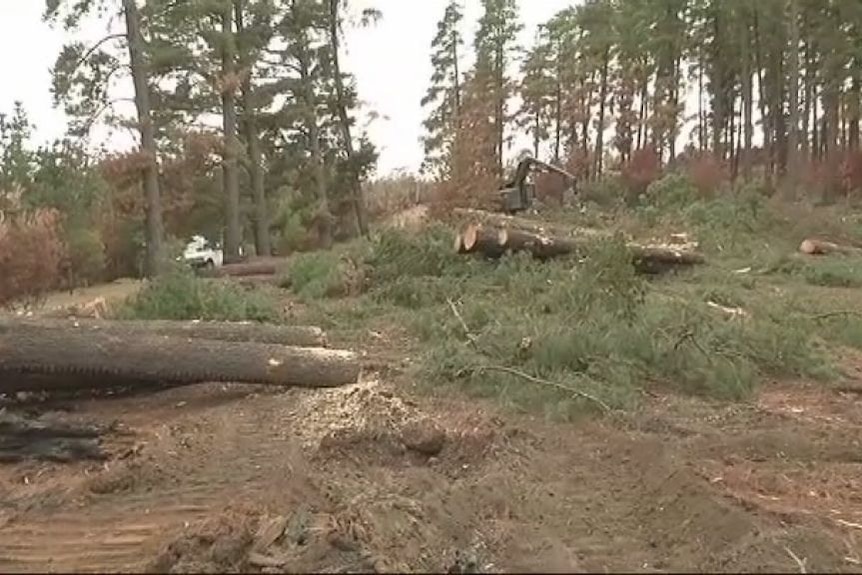 Wirrabara Forest was 90pc destroyed by fire