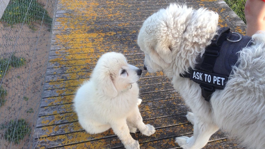 8-week-old maremma pup touches nose with 8-year-old working maremma on Middle Island, in Warrnambool