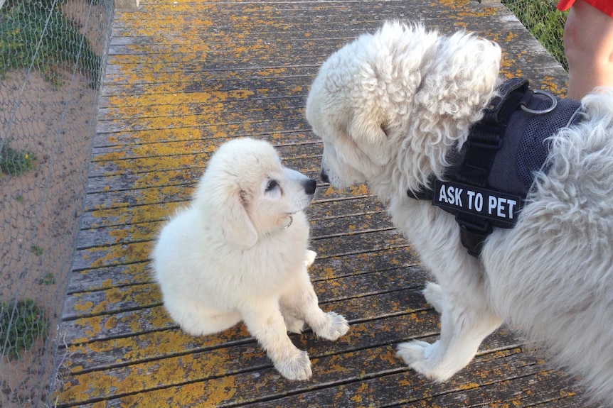 8-week-old maremma pup touches nose with 8-year-old working maremma on Middle Island, in Warrnambool