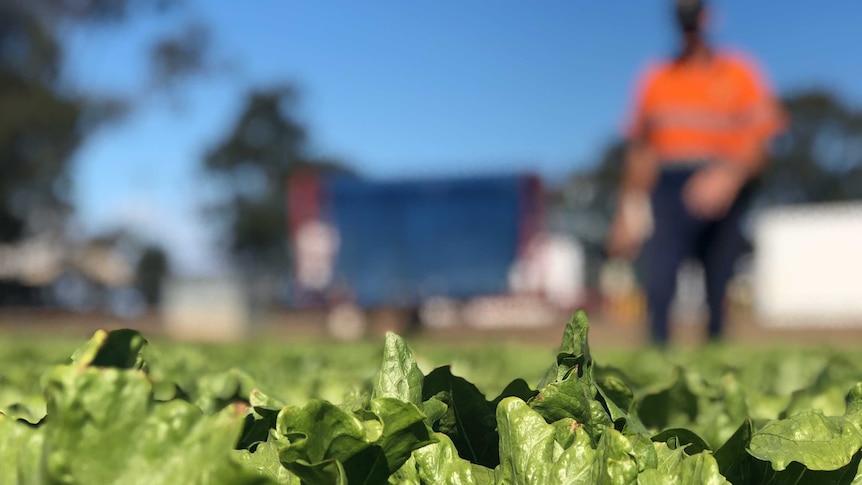 A close-up shot of lettuce at Anthony Staatz farm near Gatton.