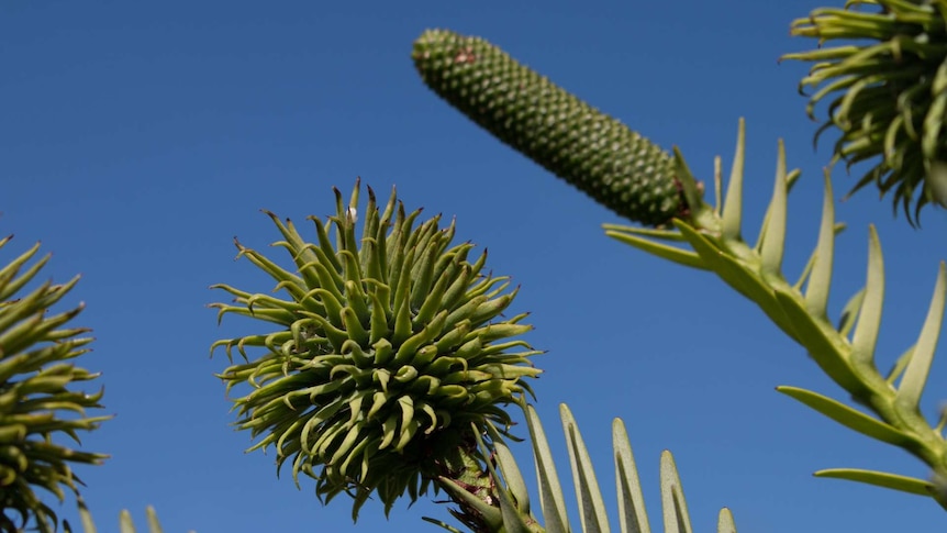 Photograph of a male and female cone from a Wollemi pine. One is elongated and the other has many tendrils