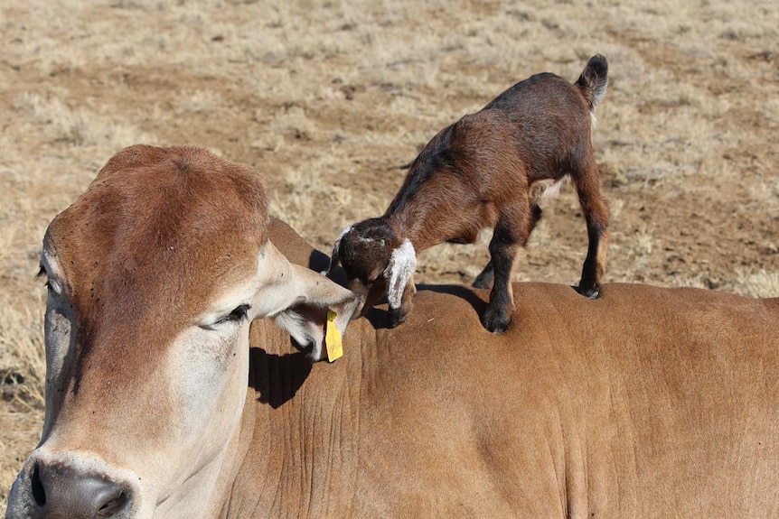 One-month old kid goat 'Moe' gets up close with 800-kilogram Brahman bullock 'Lickity Split'