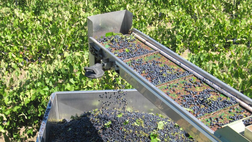Grape harvester in action