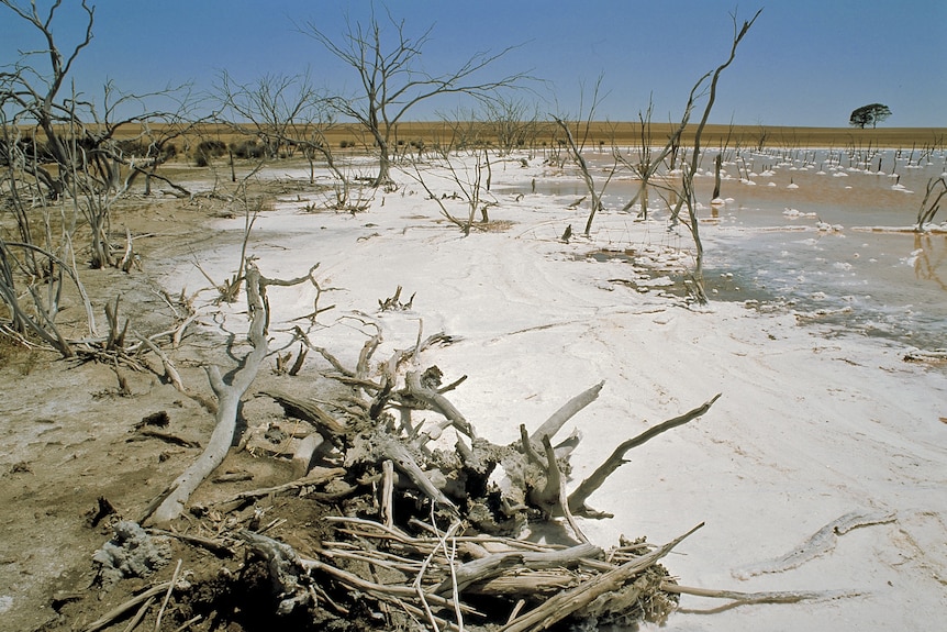 A farmland with dying plants covered with salt under a blue sky.