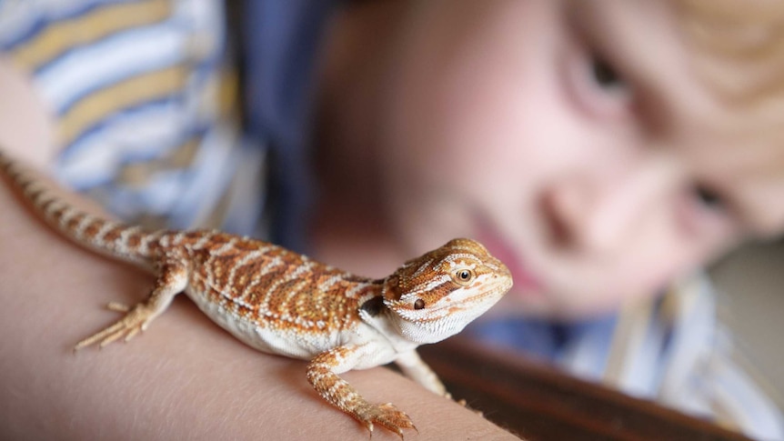 Side view of central bearded dragon lizard on boys arm - boy's face out of focus in background