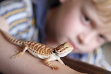 Side view of central bearded dragon lizard on boys arm - boy's face out of focus in background