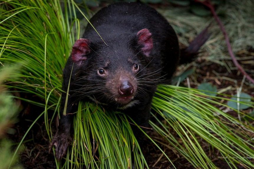 Nick the Tasmanian Devil from San Diego Zoo