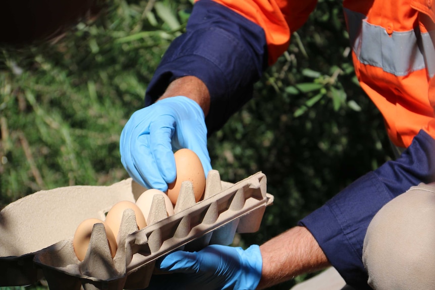 A gloved hand puts an egg from the Largs North fire station into a carton.